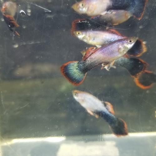 pink tipped tuxedo guppies