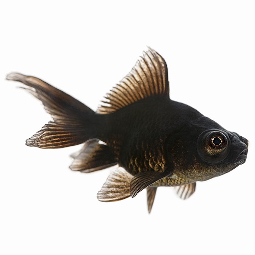 Black Moor – Telescope Eye Goldfish – World Wide Fish & Pets!