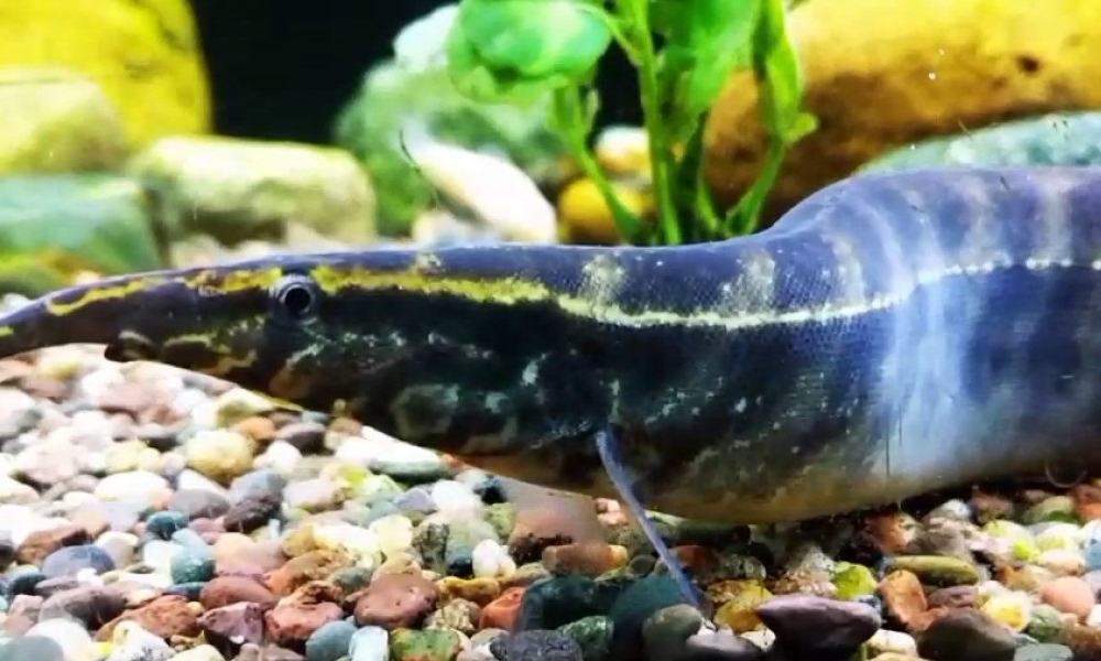Borneo Python Eel