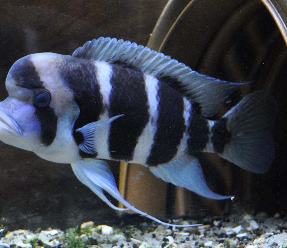 Frontosa Cichlid 2 in burundi – World Wide Fish & Pets!