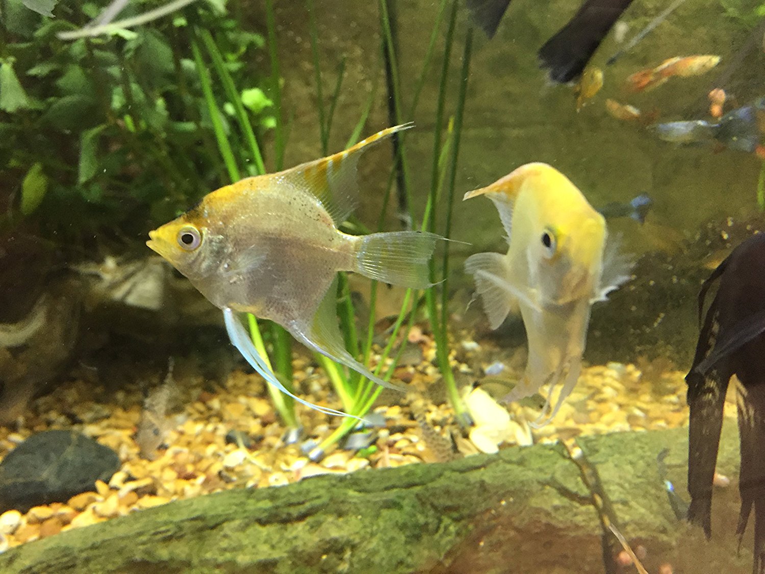 Gold Angel Fish – 2″ – 3″ inch – World Wide Fish & Pets!