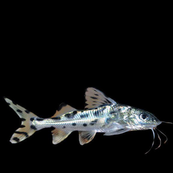 2.5 – 3″ Pictus Catfish / Pimelodus pictus – World Wide Fish & Pets!