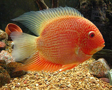 Red Spotted Severum 3.5 to 4 – World Wide Fish & Pets!