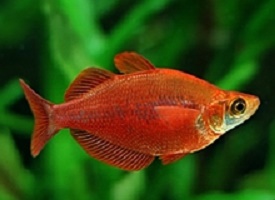 Red Rainbow Fish – World Fish & Pets!