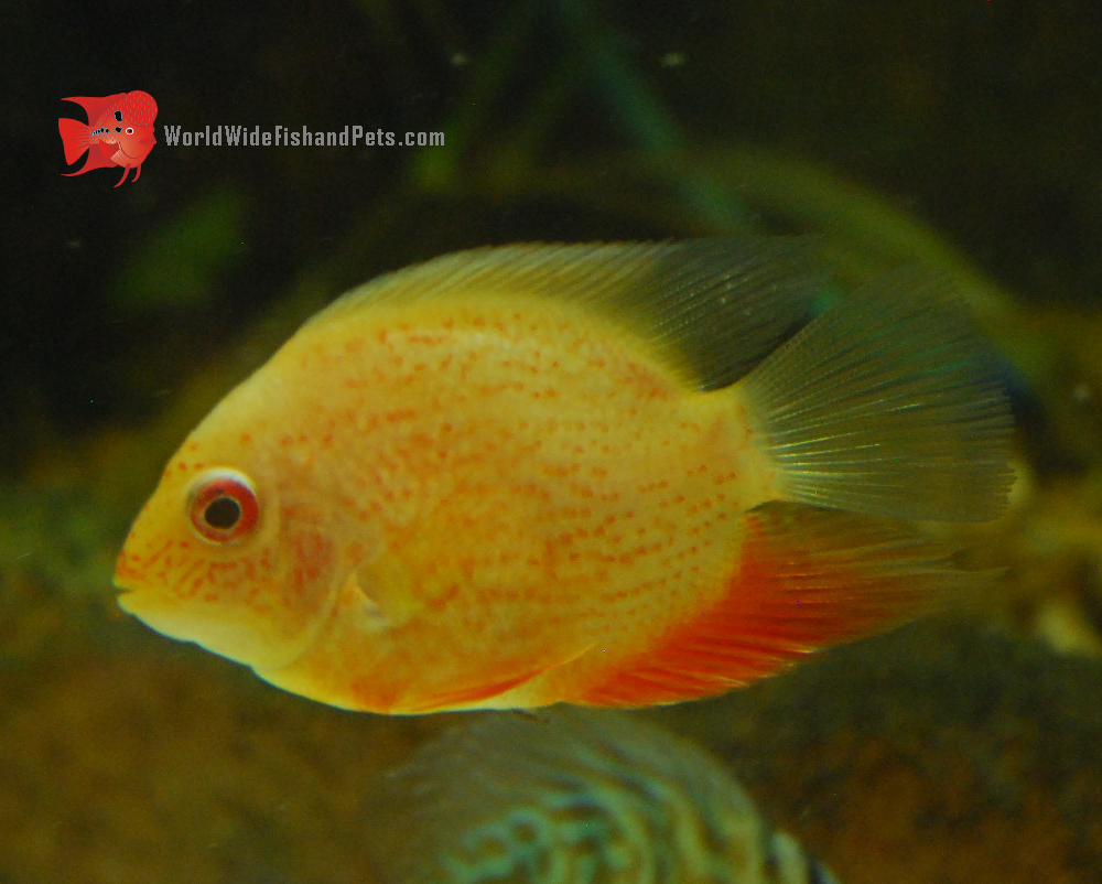 Red Spotted Severum Cichlid: Colorful Fish from the  Rainforest