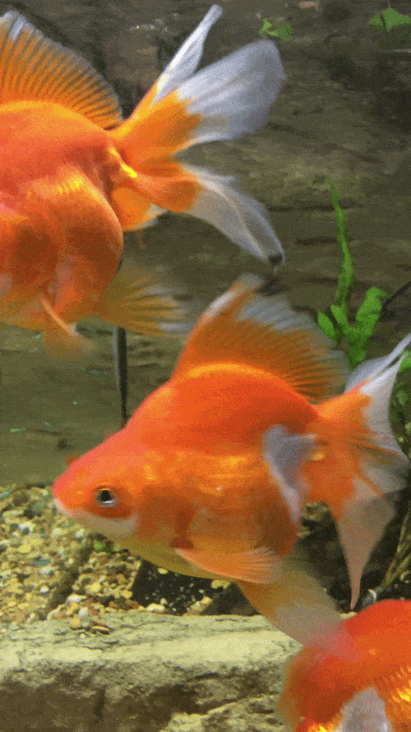 red and white ryukin goldfish for sale