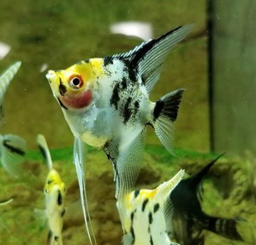 koi-angelfish