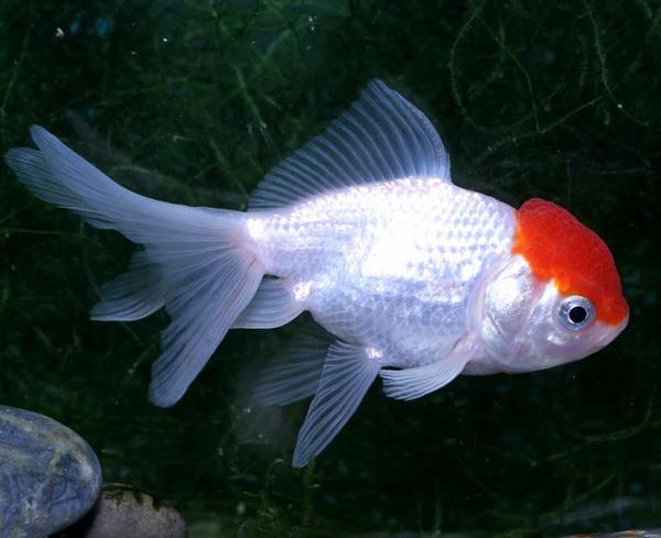 Imported Red Cap Oranda 3 to 3.5 inch – World Wide Fish & Pets!