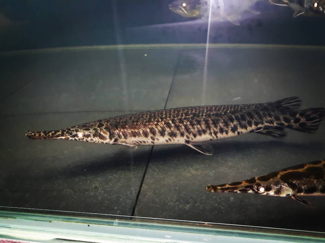 Alligator Gar 6 to 7 inch – Live Fish and Tropical Pets