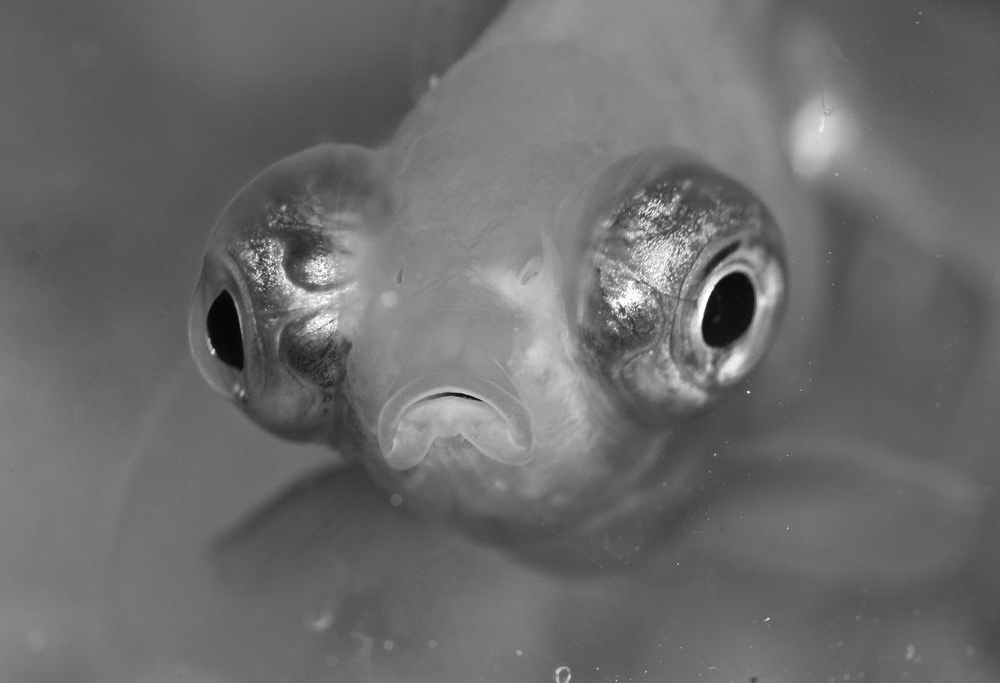 Telescope Goldfish 2.5 inch – World Wide Fish & Pets!