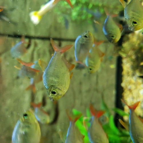 Colombian_red_fin_Tetras