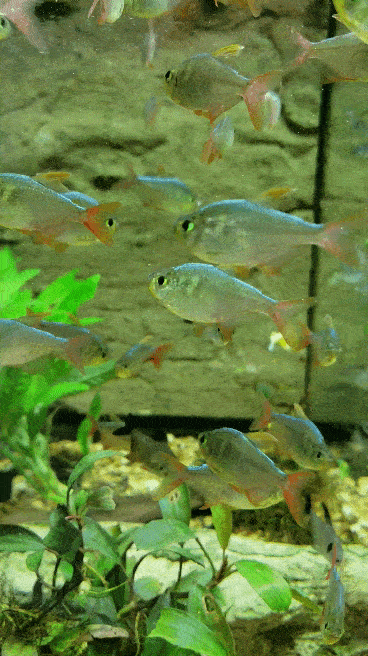 Colombian Red Fin tetras