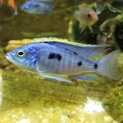 Haplochromis Chrysonotus