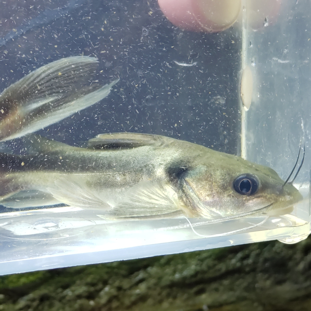 Synodontis Ocellifer Catfish