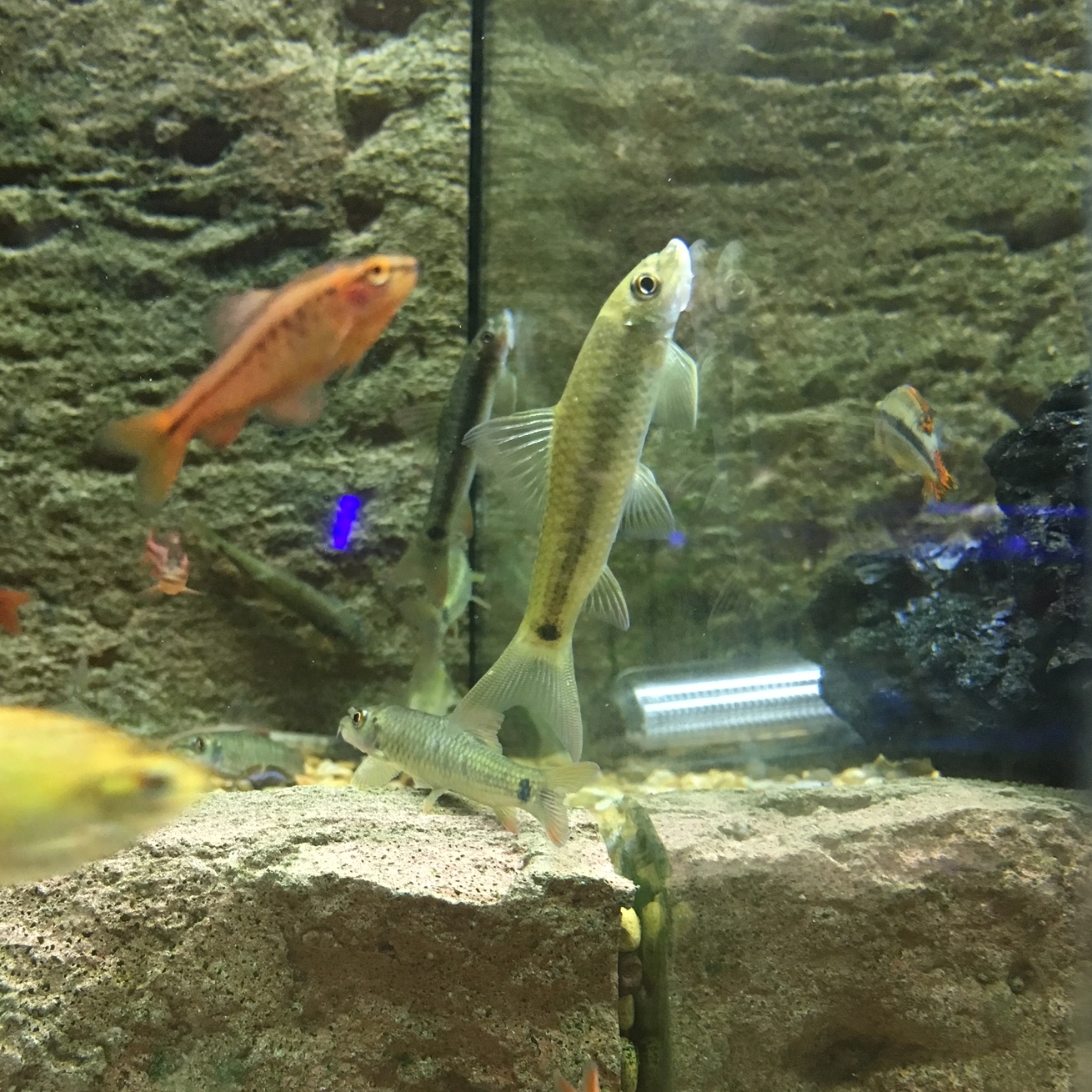 Dr.fish Store