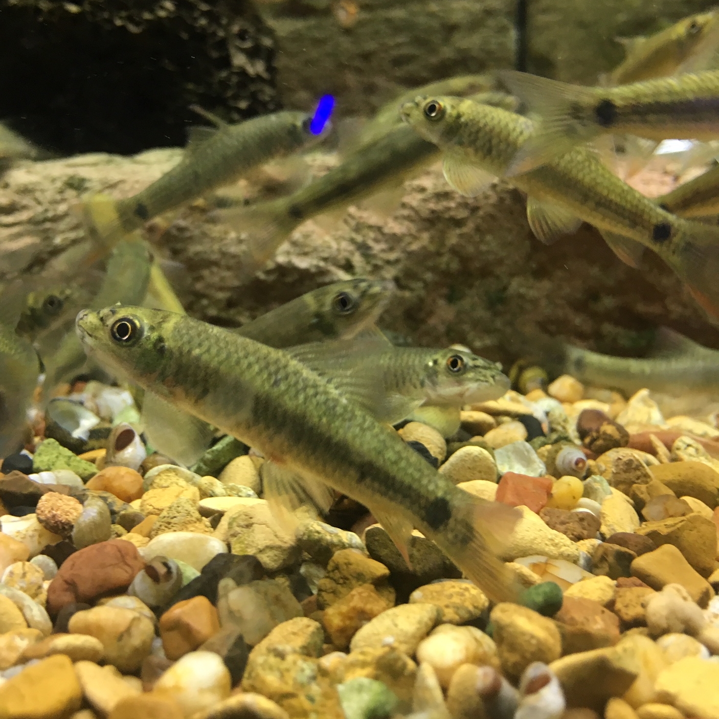 Brown Hybrid Doctor Fish Garra Rufa Fish, 4-5 Year's, Size: 2 Inch