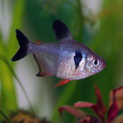 Black Phantom Tetra Large- � Live Fish and Tropical Pets
