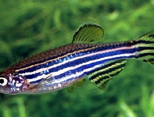 Zebra Danio fish for sale