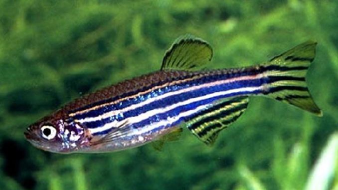 Zebra Danio fish for sale