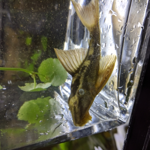 Blue Eyed Redfin Pleco for sale